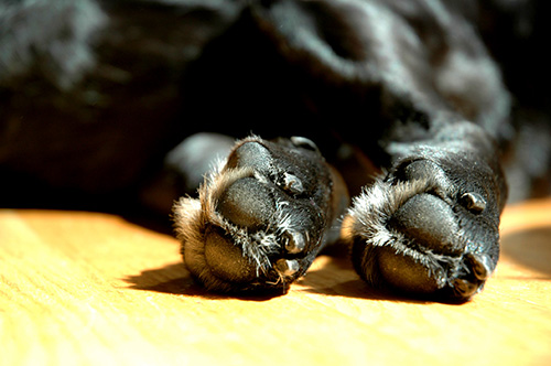 Hond Voetzolen