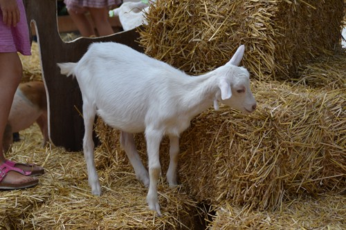 dorp boerendag6