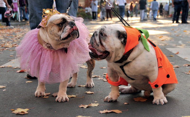 Halloween Dog Parade Stadshart Zoetermeer