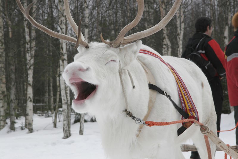 lapland snowworld