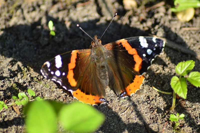 vlinder