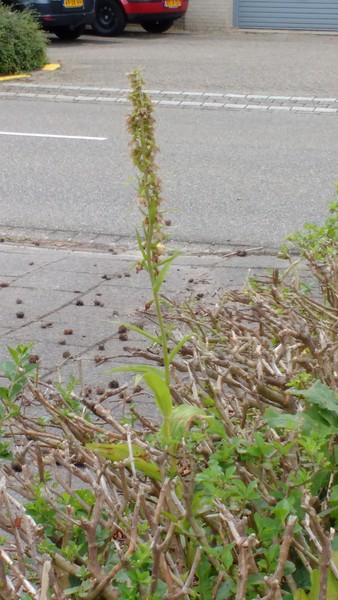 wespenorchis