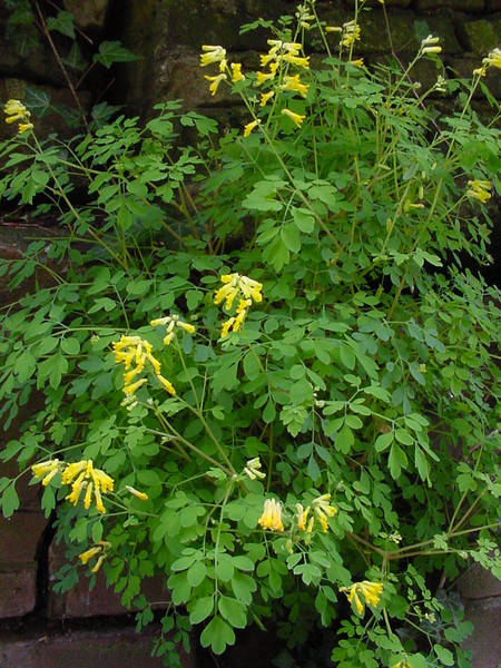 helmbloem gele 2