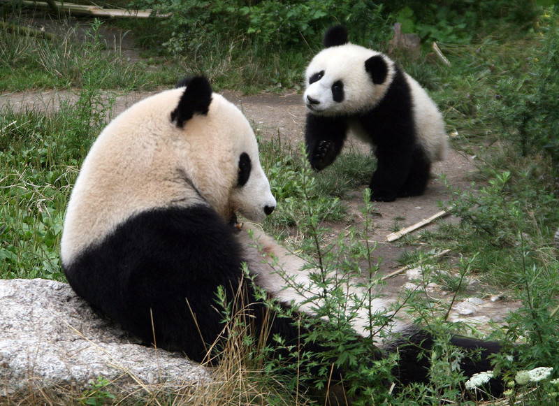 panda