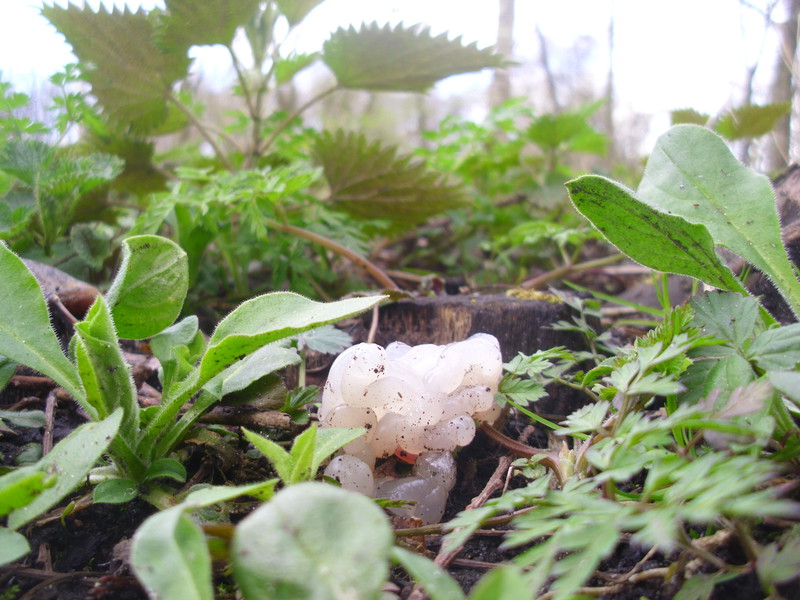 natuurtuin IVN wandeling maart 2016  3