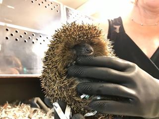 egel2