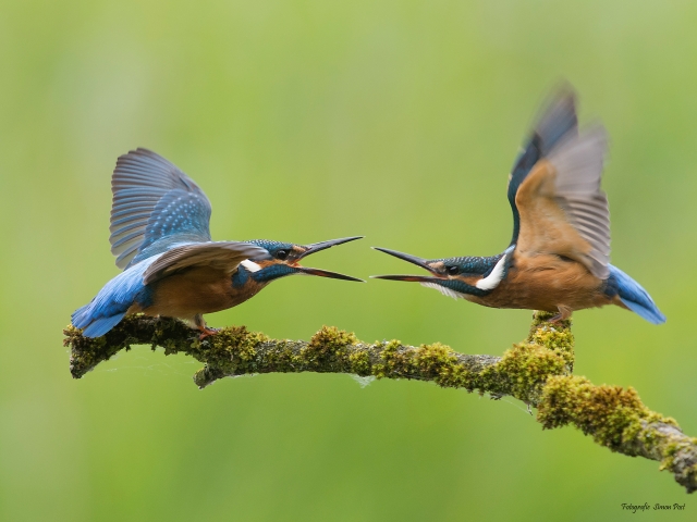 Ijsvogels Prielenbos
