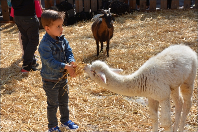 Lente op de boerderij Stadshart GVW 2482