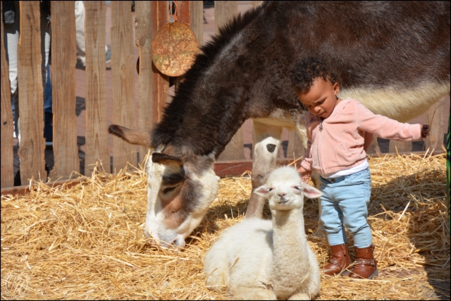 Lente op de boerderij Stadshart GVW 2517