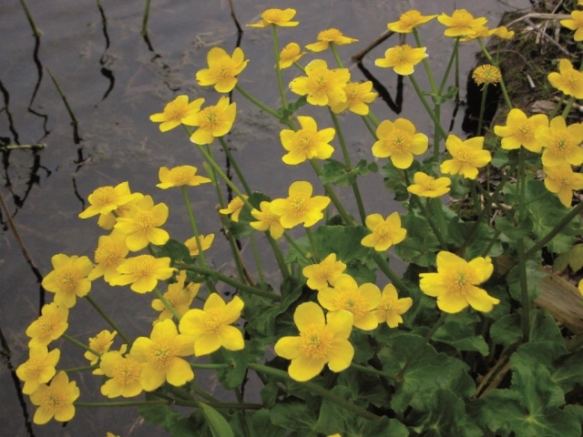 05 Dotterbloem TK 3