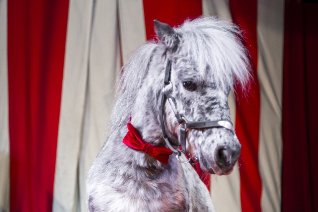 stadscircus