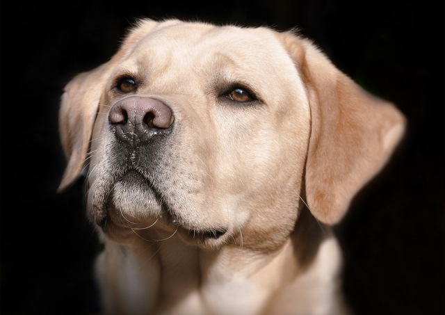 labrador 2667328 960 720