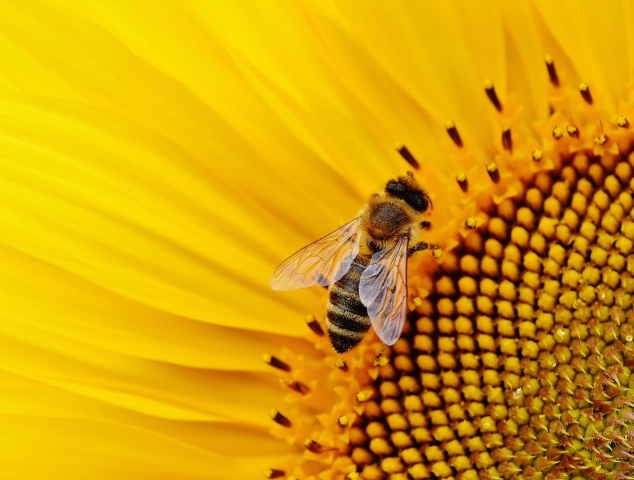 sun flower 1643794 1920