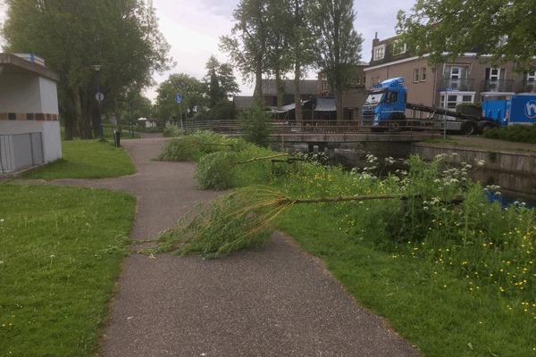 DorpsstratBomen