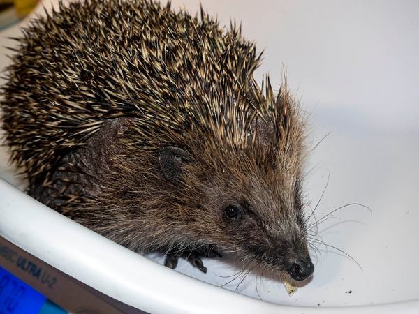 egel zit in een weegschaal van de Egelopvang Zoetermeer