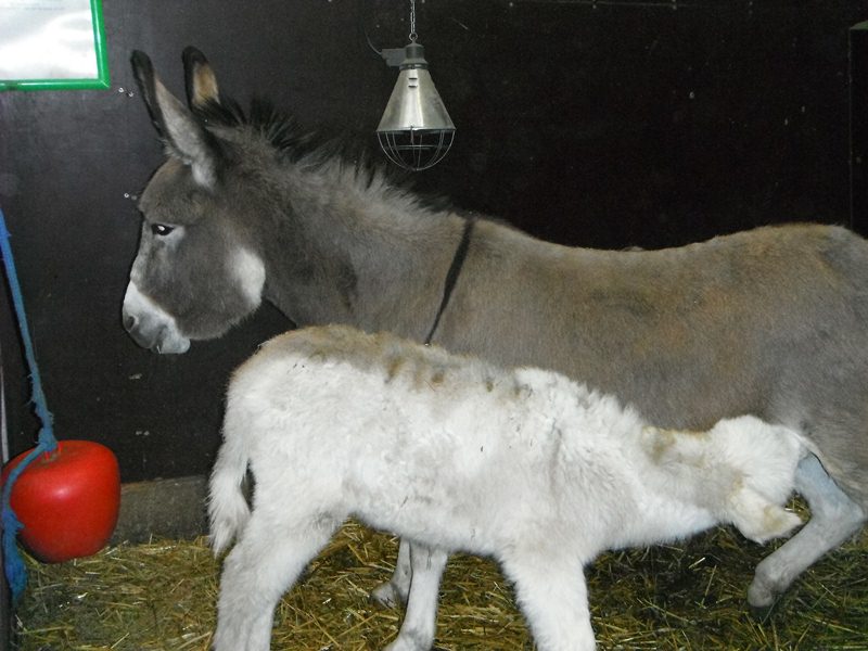 lok-boerderij-balijhoeve.-ezeltje3